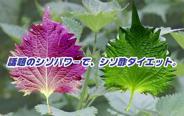 �V�\�p���[�ŁA�V�\�|�_�C�G�b�g
